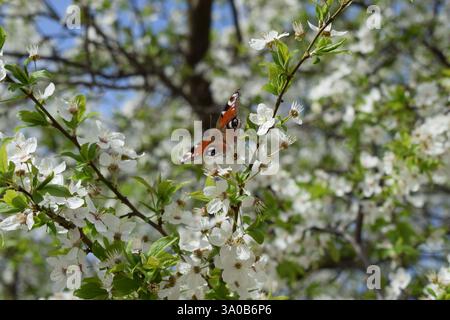Ein leuchtender Schmetterling mit orangefarbenen und schwarzen Flügeln ruht zwischen zarten weißen Blüten auf einem Baumzweig. Der Hintergrund zeigt ein verschwommenes grünes Laub und Stockfoto