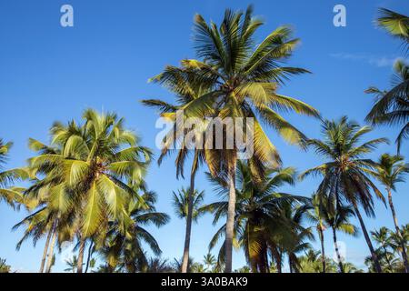 Ein ruhiger Blick auf üppig grüne Palmen vor einem leuchtend blauen Himmel, der das Wesen eines tropischen Paradieses und die Ruhe der Natur einfängt Stockfoto