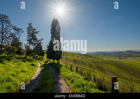 Ländlicher Pfad gesäumt von Bäumen unter sonnigem Himmel, umgeben von grünen Hügeln, die Ruhe und natürliche Schönheit suggerieren Stockfoto