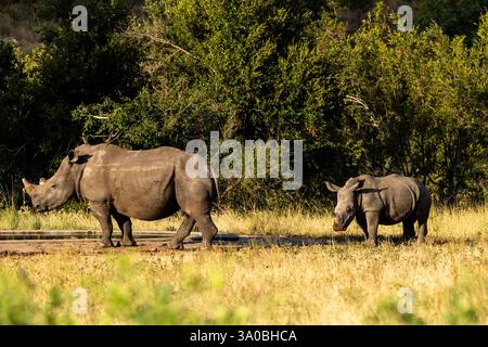 Ein südliches weißes Nashorn-Kalb mit ihrem Kalb hinter ihr Stockfoto