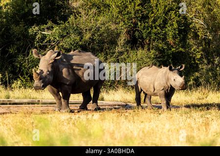 Eine Mutter Weiße Nashörner und ihr Kalb im üppigen Buschveld des südlichen Kruger-Nationalparks in Südafrika. Stockfoto