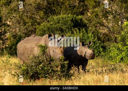 Eine Mutter Weiße Nashörner und ihr Kalb im üppigen Buschveld des südlichen Kruger-Nationalparks in Südafrika. Stockfoto