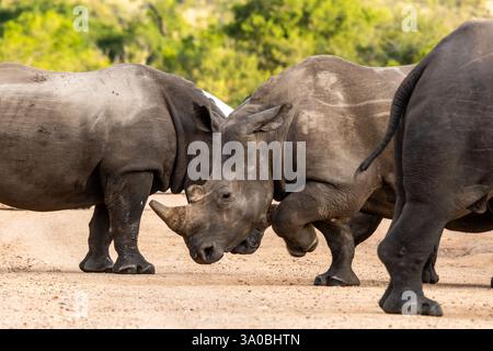 Eine Gruppe von Weißen Nashörnern (Ceratotherium simum), die auf einer Feldstraße im Krüger-Nationalpark in Südafrika spazieren, Stockfoto