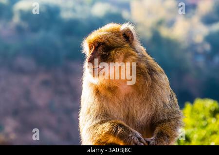 Berbermakaken (Macaca sylvanus) in der Nähe der Ouzoud-Fälle, in der Nähe von Azilal, Marokko Stockfoto