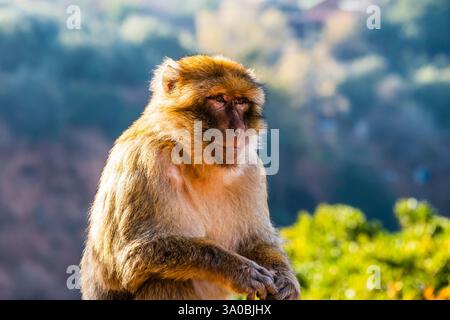 Berbermakaken (Macaca sylvanus) in der frühen Morgensonne in der Nähe der Ouzoud-Fälle, in der Nähe von Azilal, Marokko Stockfoto