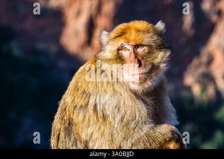 Berbermakaken (Macaca sylvanus) am frühen Morgen in der Nähe der Ouzoud-Fälle, in der Nähe von Azilal, Marokko Stockfoto