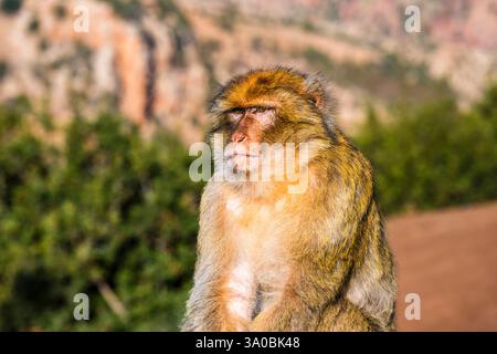 Berbermakaken (Macaca sylvanus) in der Wintersonne bei Ouzoud Falls, bei Azilal, Marokko Stockfoto