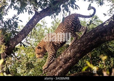 Majestätische Leoparde (Panthera pardus), die im goldenen Morgenlicht im Krüger-Nationalpark in Südafrika von einem Baum hinabklettert. Stockfoto
