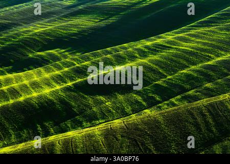 Sanfte grüne Hügel mit Sonnenlicht und Schatten, die eine natürliche und lebendige Landschaft unterstreichen Stockfoto