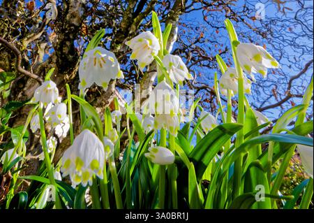 Endlich Frühjahr . Die Blütenglocken der Frühlings-Knotenblume. Siegsdorf Bayern Deutschland *** Frühling endlich die blühenden Glocken des Frühlingsknotens Blüte Siegsdorf Bayern Deutschland Copyright: XRolfxPossx Stockfoto