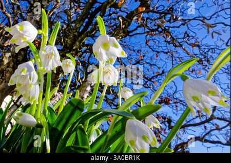 Endlich Frühjahr . Die Blütenglocken der Frühlings-Knotenblume. Siegsdorf Bayern Deutschland *** Frühling endlich die blühenden Glocken des Frühlingsknotens Blüte Siegsdorf Bayern Deutschland Copyright: XRolfxPossx Stockfoto