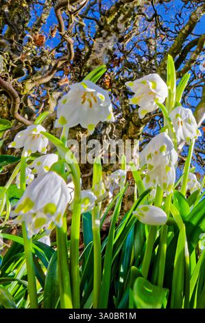 Endlich Frühjahr . Die Blütenglocken der Frühlings-Knotenblume. Siegsdorf Bayern Deutschland *** Frühling endlich die blühenden Glocken des Frühlingsknotens Blüte Siegsdorf Bayern Deutschland Copyright: XRolfxPossx Stockfoto