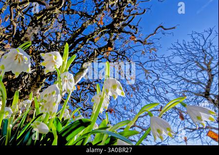 Endlich Frühjahr . Die Blütenglocken der Frühlings-Knotenblume. Siegsdorf Bayern Deutschland *** Frühling endlich die blühenden Glocken des Frühlingsknotens Blüte Siegsdorf Bayern Deutschland Copyright: XRolfxPossx Stockfoto