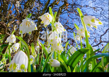 Endlich Frühjahr . Die Blütenglocken der Frühlings-Knotenblume. Siegsdorf Bayern Deutschland *** Frühling endlich die blühenden Glocken des Frühlingsknotens Blüte Siegsdorf Bayern Deutschland Copyright: XRolfxPossx Stockfoto