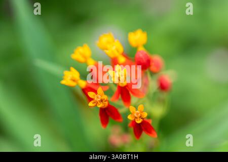 Leuchtende rote und gelbe tropische Milkweed-Blumen blühen im Green Laub Garden Stockfoto