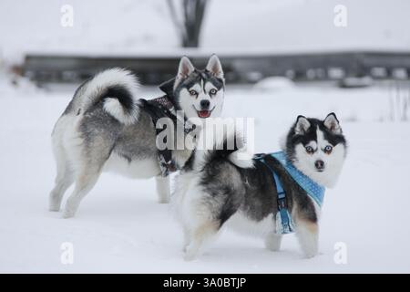 Zwei Alaskan Klee Kai spielen im Schnee Stockfoto