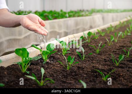 Die Hand des Bauern tränkt den Spinatkeimling, der in der Gärtnerei gepflanzt wurde. Stockfoto