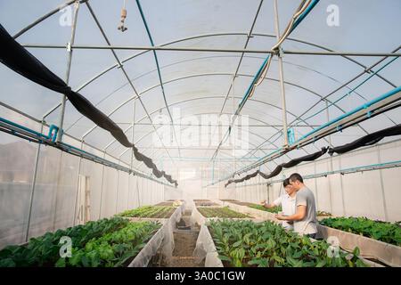 Smart Agriculture Technology Concept - Farmer Monitoring organic vegetable in plant kittery Greenhouse Farm. Intelligente Landwirtschaftstechnologie. Stockfoto