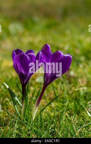 Violette Frühlingskrokusblüten in der grünen Wiesensenkrecht Stockfoto