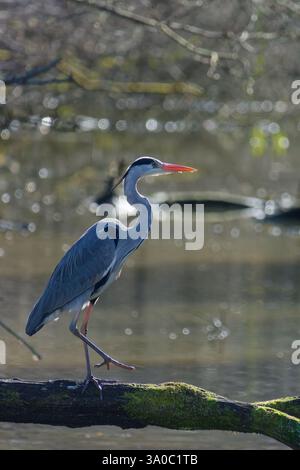 Graureiher Ardea cinerea, der auf einem Ast läuft Stockfoto