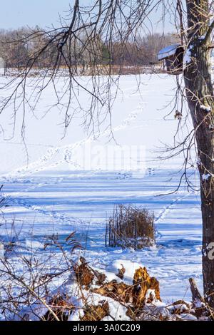 Der Fluss ist mit Eis und Schnee bedeckt. Es gibt trockenes Gras und Bäume entlang der Flussufer. Fußabdrücke im Schnee. Stockfoto