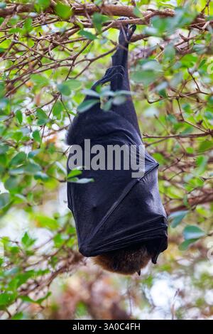 Rodrigues-Fledermaus, Pteropus rodricensis, auch bekannt als der fliegende Fuchs, hängt an einem Baum. Diese Art ist endemisch auf Rodrigues, einer Insel im Ind Stockfoto