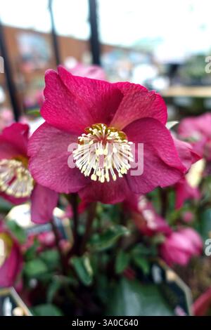 Helleborus HGC „Ice 'n' Roses“ (Bennotta) Early Red Hellebore Flowers on Display in an English Country Garden, Lancashire, England, UK Stockfoto