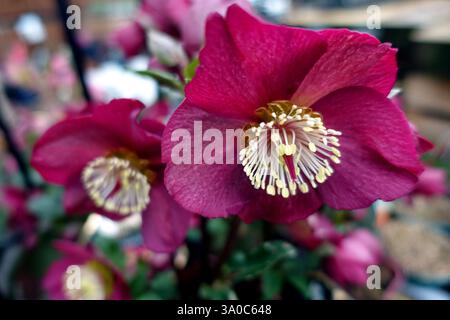 Helleborus HGC „Ice 'n' Roses“ (Bennotta) Early Red Hellebore Flowers on Display in an English Country Garden, Lancashire, England, UK Stockfoto