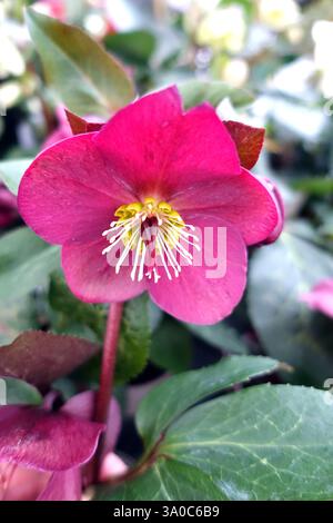 Helleborus HGC „Ice 'n' Roses“ (Bennotta) Early Red Hellebore Flowers on Display in an English Country Garden, Lancashire, England, UK Stockfoto