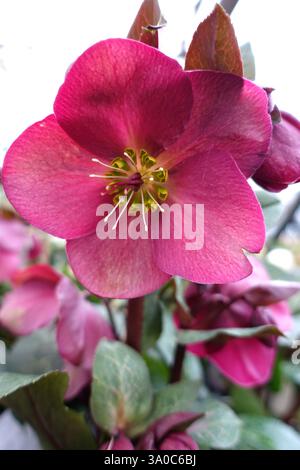 Helleborus HGC „Ice 'n' Roses“ (Bennotta) Early Red Hellebore Flowers on Display in an English Country Garden, Lancashire, England, UK Stockfoto