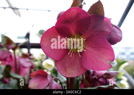 Helleborus HGC „Ice 'n' Roses“ (Bennotta) Early Red Hellebore Flowers on Display in an English Country Garden, Lancashire, England, UK Stockfoto