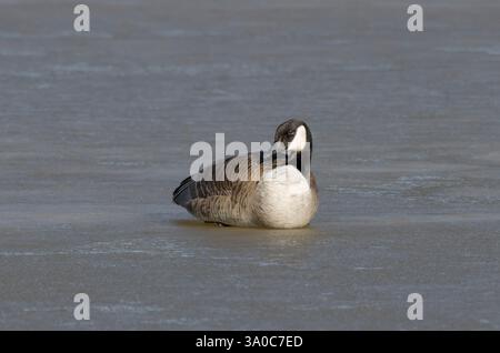 Canada Goose, Branta canadensis, ruht auf gefrorenem See Stockfoto