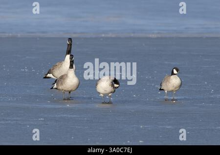 Kanadänse, Branta canadensis und Gänse, Branta hutchinsii, auf gefrorenem See Stockfoto
