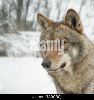 Porträt eines grauen Wolfes vor der Kulisse eines Winterwaldes Stockfoto
