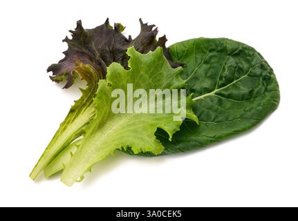 Salatblätter mischen sich isoliert auf weißem Hintergrund Stockfoto