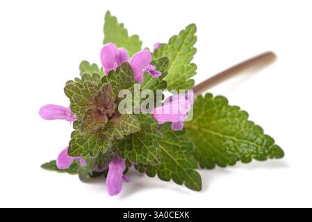 Tote Brennnessel mit Blumen isoliert auf weiß Stockfoto