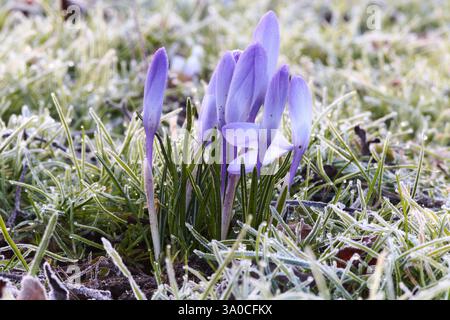 Crocus an einem sehr kalten Morgen Stockfoto