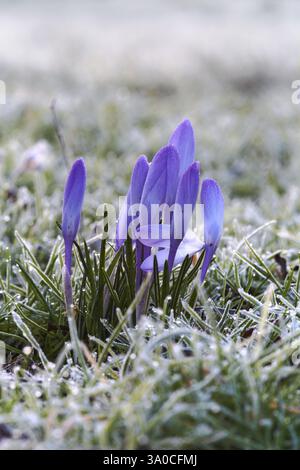 Krokusse an einem frostigen Morgen Stockfoto