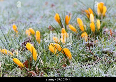 Gelbe Krokusse an einem kalten und frostigen Morgen Stockfoto