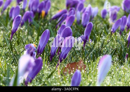 Krokusse tauen in den ersten Sonnenstrahlen auf Stockfoto