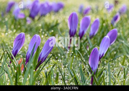 Krokusse mit der ersten Sonne, die den Frost auftaut Stockfoto