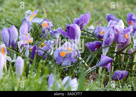 Krokusse mit dem Frost, der anfängt, aufzutauen Stockfoto