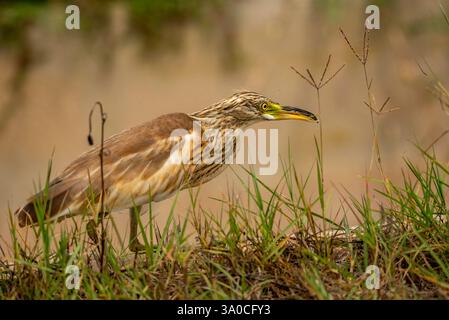 Jungreiher (Ardeola ralloides) im Ebro-Delta (Montsià, Tarragona, Katalonien, Spanien) ESP: Garcilla cangrejera joven (Ardeola ralloides) Stockfoto