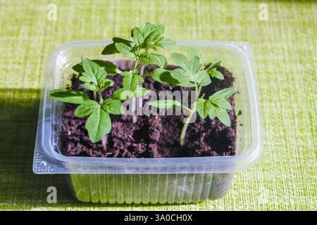Tomatensämlinge in Plastiktöpfen, Großaufnahme. Tomatenpflanze. Stockfoto