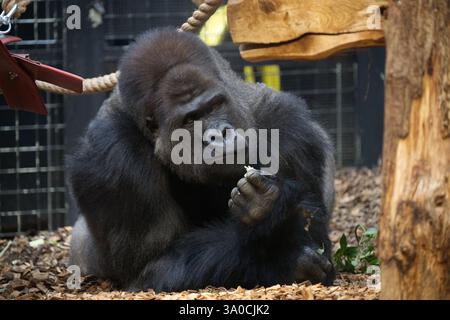Ein männlicher Silberrücken-Western-Tiefland-Gorilla im Londoner Zoo Stockfoto