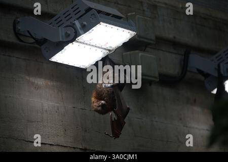 Ein Rodrigues fliegende Fuchs, der im Rainforest Biome im Londoner Zoo von einem Licht hängt Stockfoto