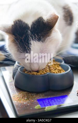 Eine schwarz-weiße Katze isst ganzheitliches Trockenfutter aus einer Katzenfutterschale, die auf digitale Tischwaagen platziert wird Stockfoto