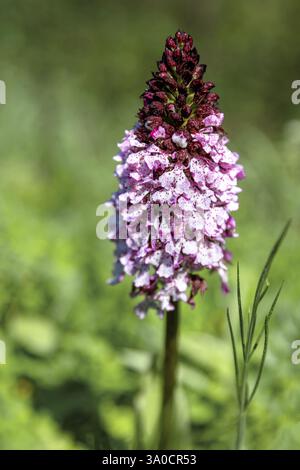 Violette Blüte Orchis purpurea, mascula, Ophrys arachnitiformis, Orchis simia, im Wald, grüner unscharfer Hintergrund. Stockfoto