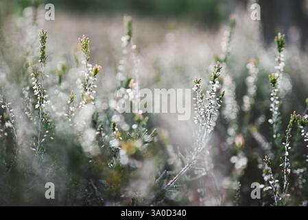 Blumenhintergrund. Weiße Heidekraut (Calluna vulgaris) blüht auf der Wiese. Geringe Schärfentiefe, selektiver Fokus. Stockfoto