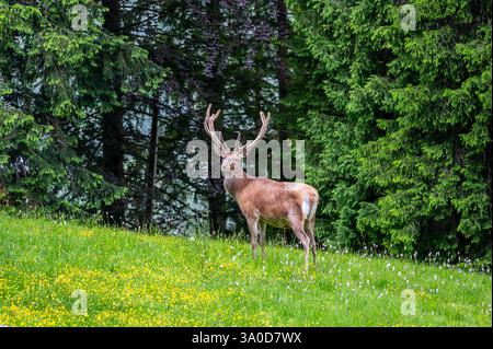 Rotwild (Cervus elaphus hippelaphus) stehen auf einer üppigen, blühenden Wiese. Dahinter bildet ein dichter Wald eine malerische natürliche Kulisse. Ein Symbol Stockfoto